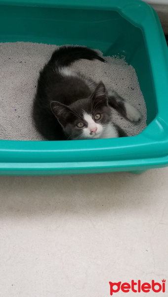 Tuxedo (Smokin) Kedi, Kedi  Carmen fotoğrafı