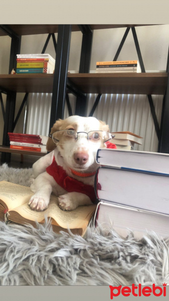 Jack Russell Terrier, Köpek  Vanilya fotoğrafı