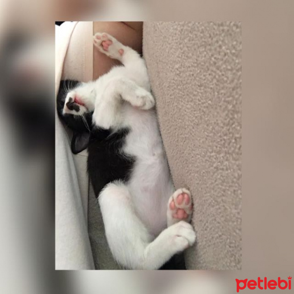Tuxedo (Smokin) Kedi, Kedi  Adolf fotoğrafı