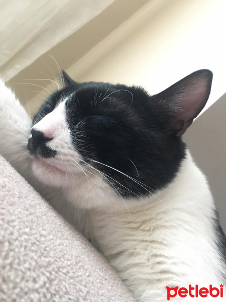 Tuxedo (Smokin) Kedi, Kedi  Adolf fotoğrafı
