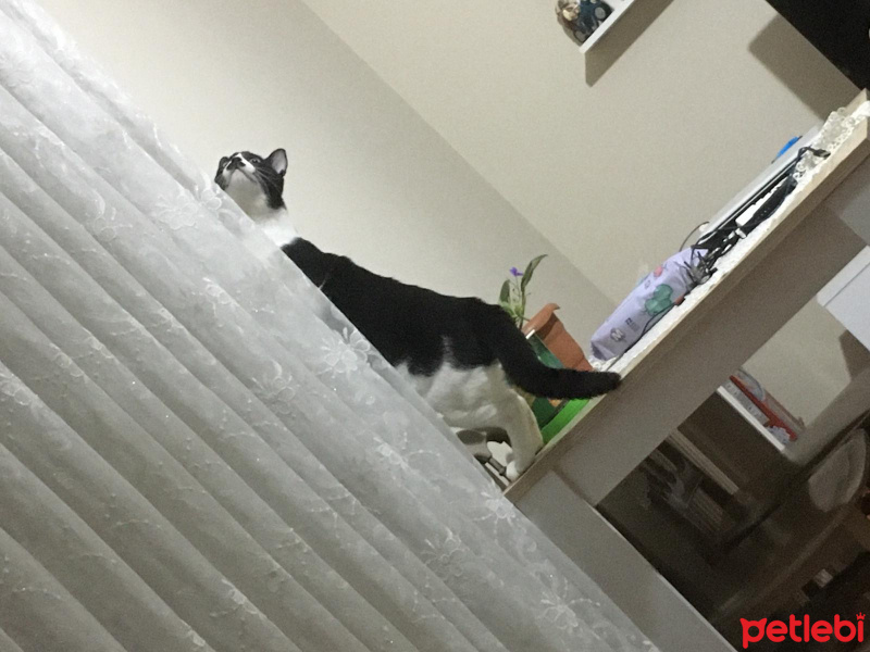 Tuxedo (Smokin) Kedi, Kedi  Adolf fotoğrafı