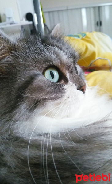 Chinchilla, Kedi  BeyrutShin fotoğrafı