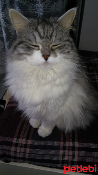 Chinchilla, Kedi  BeyrutShin fotoğrafı