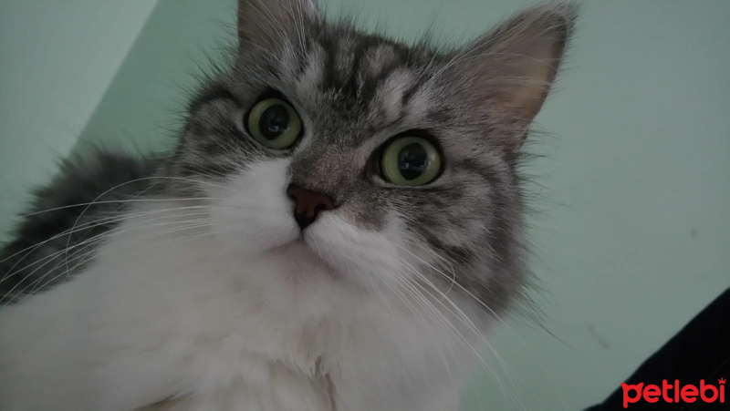 Chinchilla, Kedi  BeyrutShin fotoğrafı