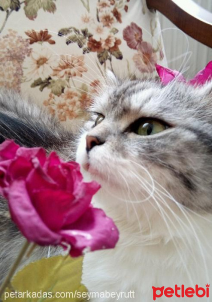 Chinchilla, Kedi  BeyrutShin fotoğrafı