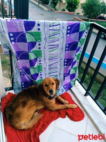 Golden Retriever, Köpek  Zilli fotoğrafı