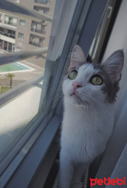 Tekir Kedi, Kedi  kaymak fotoğrafı