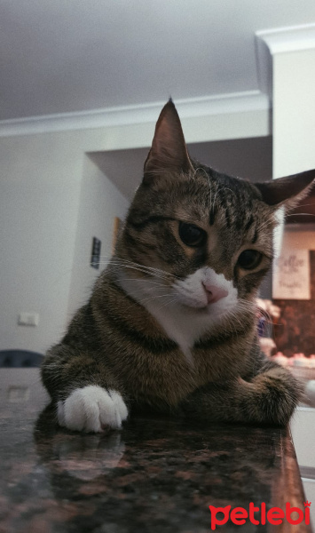 Tekir Kedi, Kedi  maske fotoğrafı