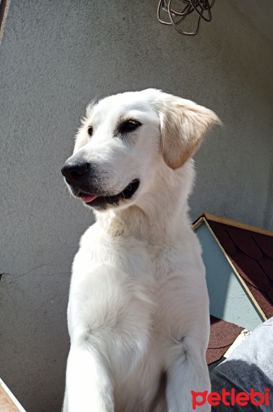 Golden Retriever, Köpek  Betty fotoğrafı
