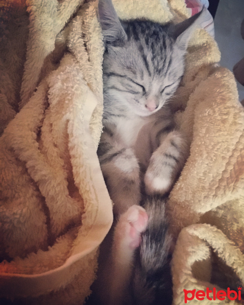 Tekir Kedi, Kedi  Miuv fotoğrafı