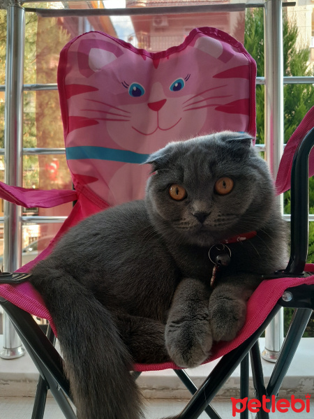 Scottish Fold, Kedi  Elsa fotoğrafı