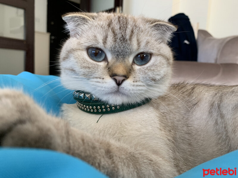 Scottish Fold, Kedi  Paris fotoğrafı