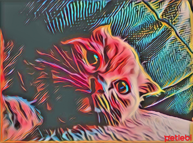 Scottish Fold, Kedi  Mia fotoğrafı
