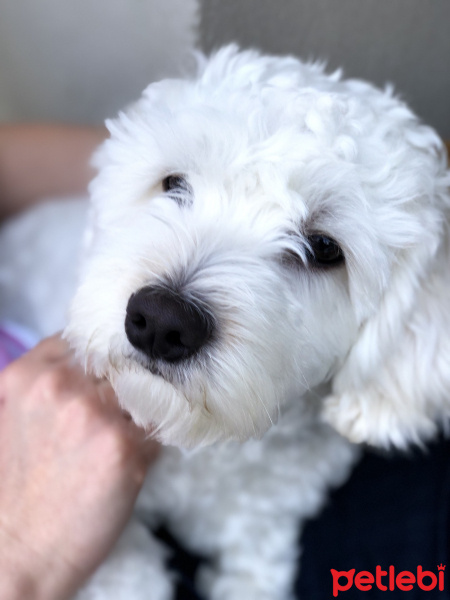 Maltese, Köpek  Puffy fotoğrafı