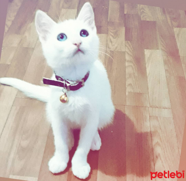 Ankara Kedisi, Kedi  Sütlaç fotoğrafı
