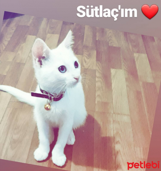 Ankara Kedisi, Kedi  Sütlaç fotoğrafı