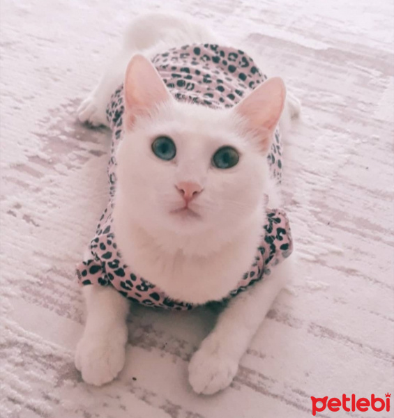Ankara Kedisi, Kedi  Sütlaç fotoğrafı