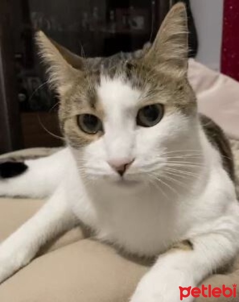 Tekir Kedi, Kedi  Ege fotoğrafı