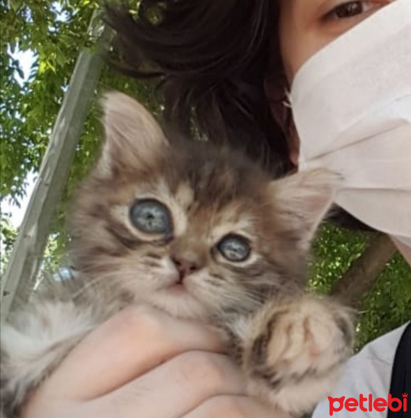 Tekir Kedi, Kedi  Noodle fotoğrafı