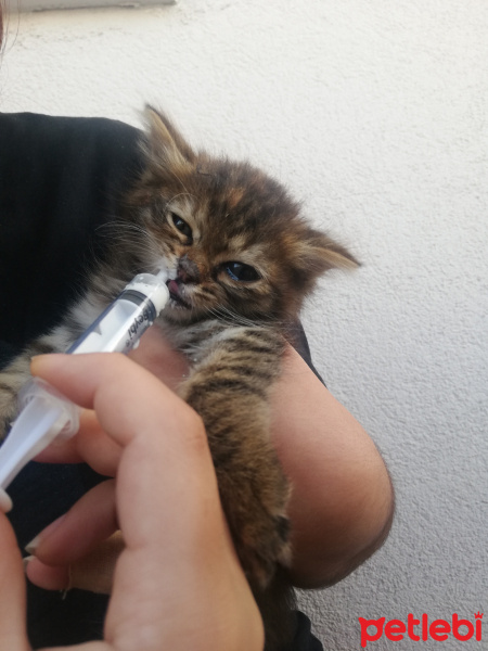 Tekir Kedi, Kedi  Noodle fotoğrafı