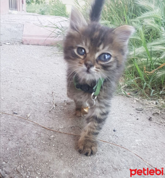 Tekir Kedi, Kedi  Noodle fotoğrafı