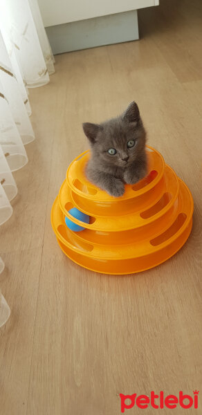 British Shorthair, Kedi  B♡NCUK fotoğrafı