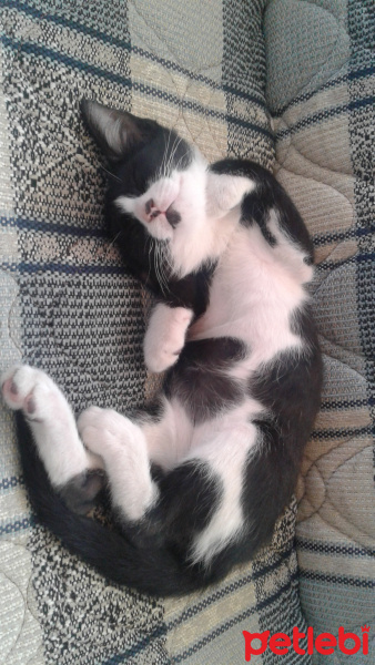 Tuxedo (Smokin) Kedi, Kedi  Zeytin fotoğrafı