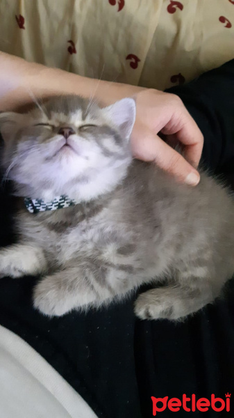 British Shorthair, Kedi  Bella fotoğrafı