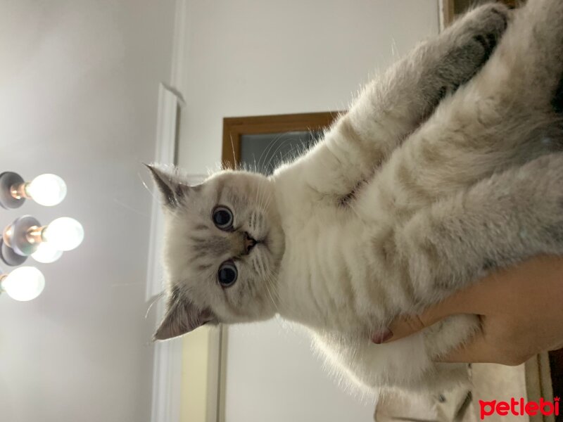 British Shorthair, Kedi  Lisa fotoğrafı