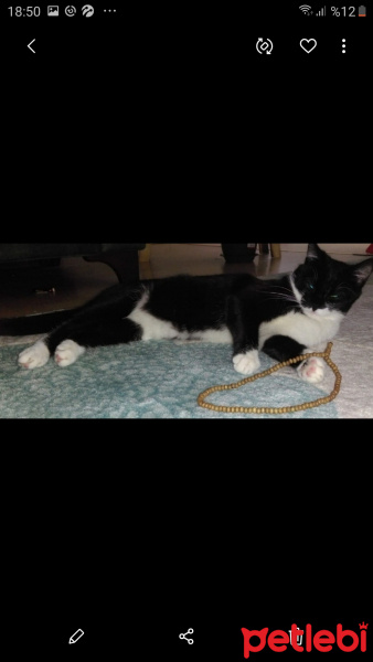 Tuxedo (Smokin) Kedi, Kedi  Nigga (Nigı) fotoğrafı