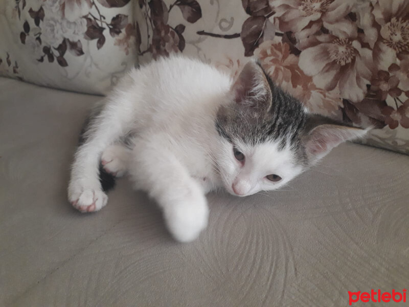 Tekir Kedi, Kedi  Athena fotoğrafı