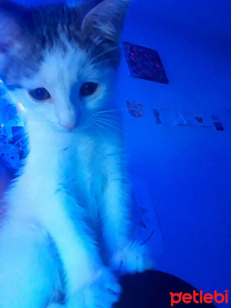 Tekir Kedi, Kedi  Athena fotoğrafı