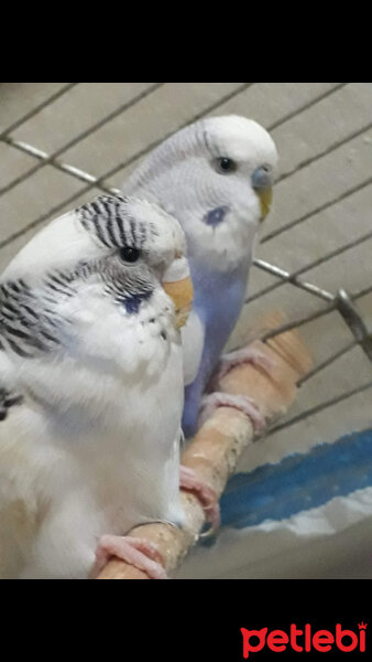 Muhabbet Kuşu, Kuş  Bulut ve pamuk fotoğrafı