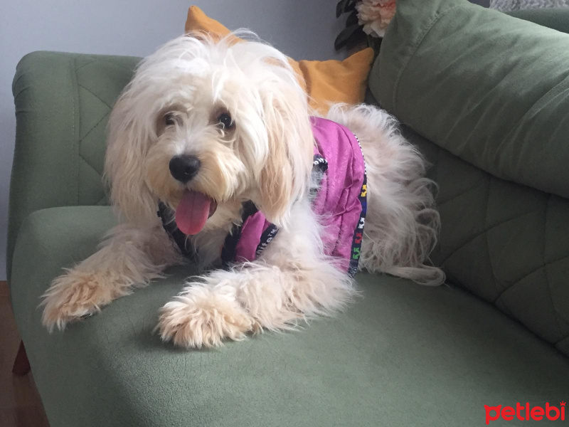 Maltese, Köpek  Leydi fotoğrafı
