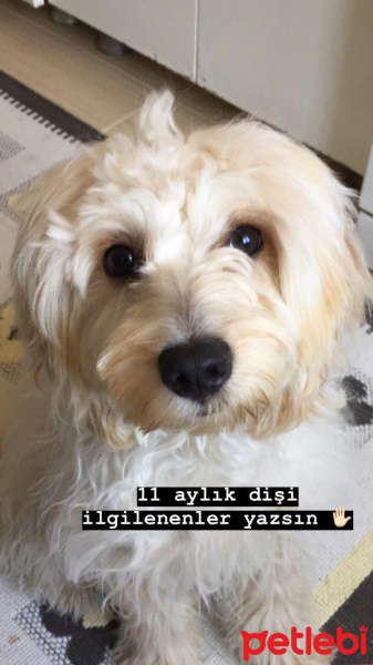 Maltese, Köpek  Leydi fotoğrafı