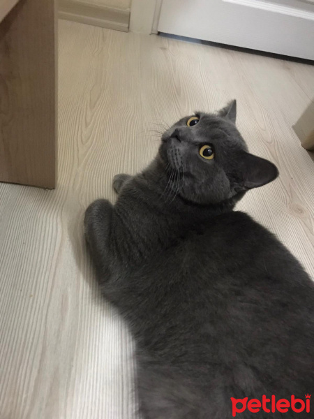 British Shorthair, Kedi  Duman fotoğrafı