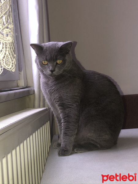 British Shorthair, Kedi  Duman fotoğrafı