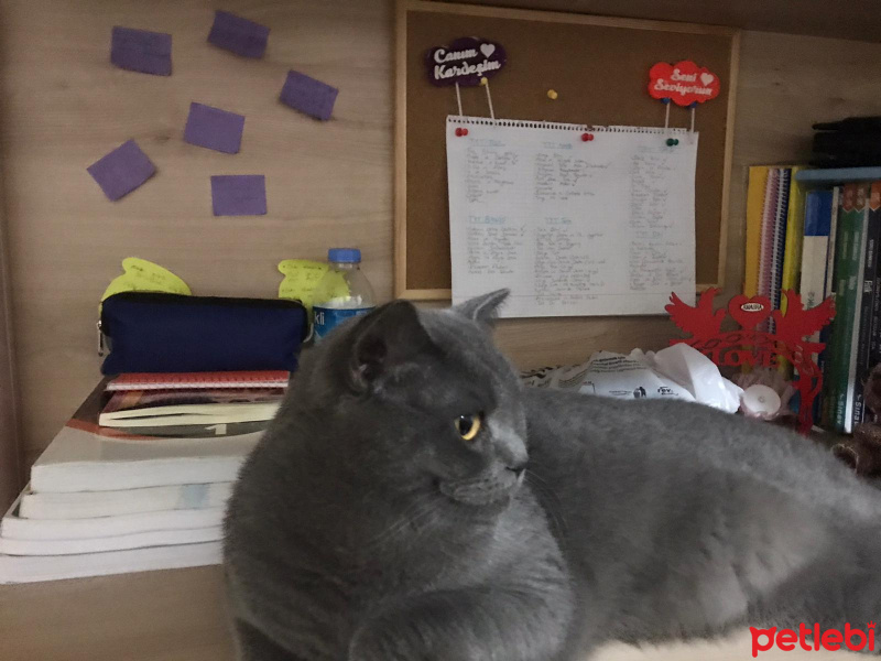 British Shorthair, Kedi  Duman fotoğrafı