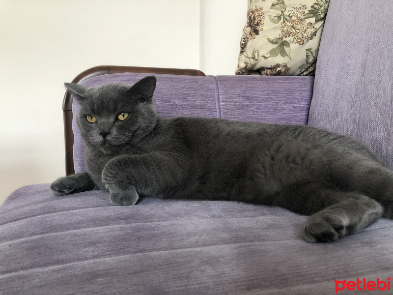 British Shorthair, Kedi  Duman fotoğrafı