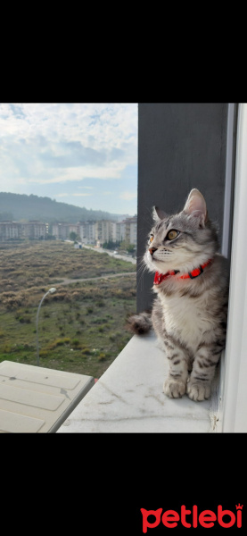 British Shorthair, Kedi  Çakır fotoğrafı