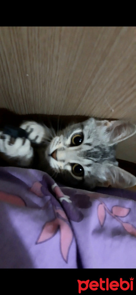 British Shorthair, Kedi  Çakır fotoğrafı