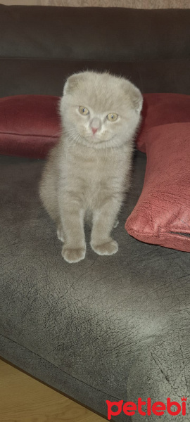 Scottish Fold, Kedi  scotish fold fotoğrafı