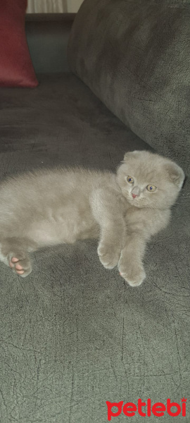 Scottish Fold, Kedi  scotish fold fotoğrafı