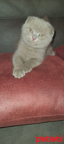 Scottish Fold, Kedi  scotish fold fotoğrafı