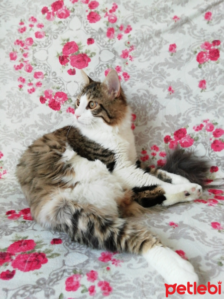 Van Kedisi, Kedi  Pıtır fotoğrafı