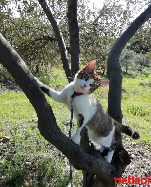 Van Kedisi, Kedi  Pıtır fotoğrafı