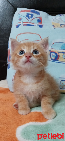 Tekir Kedi, Kedi  Rocky fotoğrafı