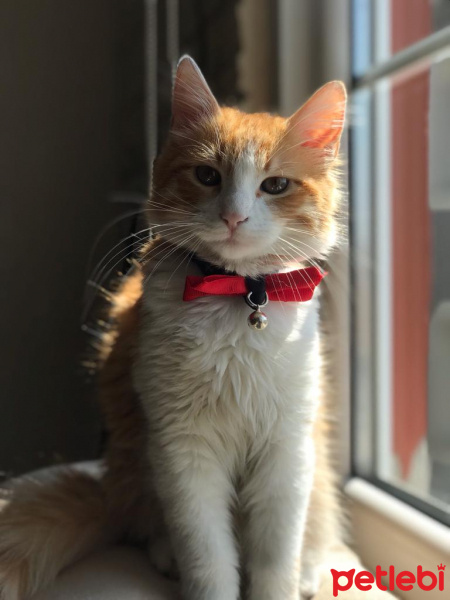 Tekir Kedi, Kedi  Güneş fotoğrafı