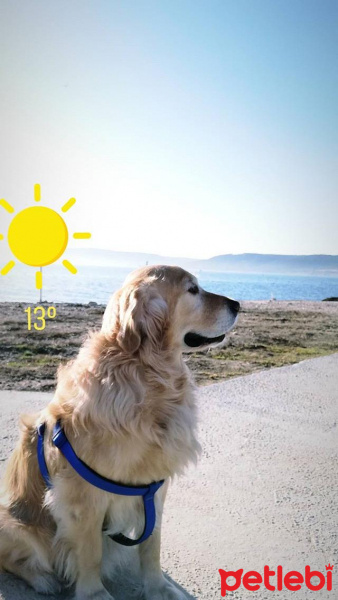 Golden Retriever, Köpek  Arthas fotoğrafı