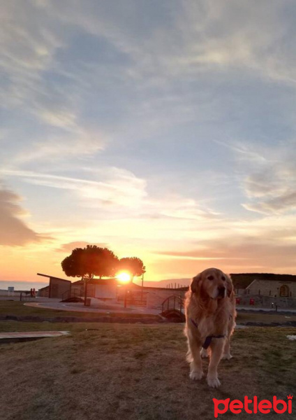Golden Retriever, Köpek  Arthas fotoğrafı